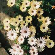 ヒメ日記 2025/09/06 13:08 投稿 さな【人妻】 恵比寿コレクション　久留米本店