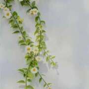 さな【人妻】 明日のお知らせ♥ 恵比寿コレクション　久留米本店