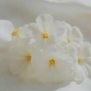 ヒメ日記 2025/09/16 17:33 投稿 らん【極】 恵比寿コレクション　久留米本店