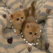 ヒメ日記 2025/11/24 03:20 投稿 れむ 極SPA（中洲）