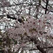 れむ 桜まつり〜🎶 極SPA（中洲）