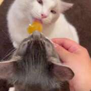 ヒメ日記 2025/08/19 19:19 投稿 あお【爆乳 ♡感度抜群美女】 Secret Service ～貴方とだけの秘密の無料オプション～