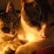 ヒメ日記 2026/03/28 12:17 投稿 らんまる ごほうびSPA 大阪店