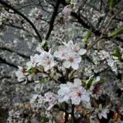 瀬名あまね 見れた⸜(*ˊᗜˋ*)⸝🌸 新ハイブリッドエステ エクスタシーPLUS