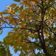 ヒメ日記 2025/11/15 17:41 投稿 純 出会い系人妻ネットワーク 渋谷〜目黒編