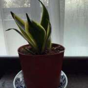 純 植物買いました 出会い系人妻ネットワーク 渋谷〜目黒編