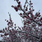 ヒメ日記 2026/02/09 07:42 投稿 純 出会い系人妻ネットワーク 渋谷〜目黒編