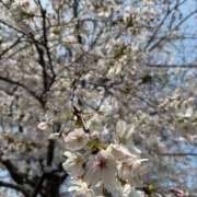 ヒメ日記 2026/03/29 13:02 投稿 純 出会い系人妻ネットワーク 渋谷〜目黒編