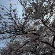 ヒメ日記 2026/04/01 13:41 投稿 純 出会い系人妻ネットワーク 渋谷〜目黒編