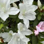 ヒメ日記 2026/04/11 10:03 投稿 純 出会い系人妻ネットワーク 渋谷〜目黒編