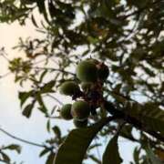 ヒメ日記 2026/04/28 16:41 投稿 純 出会い系人妻ネットワーク 渋谷〜目黒編