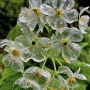 ヒメ日記 2026/03/18 17:05 投稿 千草(ちぐさ) 渋谷蘭の会