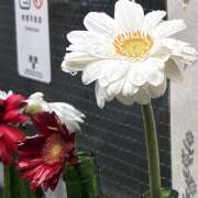 ヒメ日記 2026/03/01 21:51 投稿 ゆあん イエローキャブ