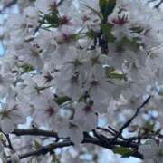 ヒメ日記 2026/03/25 14:30 投稿 椿 ラン SUMIRE