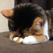 ヒメ日記 2026/04/14 10:02 投稿 椿 ラン SUMIRE