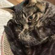 ヒメ日記 2026/04/10 19:26 投稿 めい 黒い金魚（札幌）