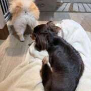 ヒメ日記 2026/04/20 17:00 投稿 めい 黒い金魚（札幌）