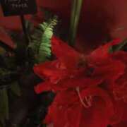 ヒメ日記 2025/11/04 15:01 投稿 よすが 丸妻 横浜本店