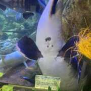 ヒメ日記 2025/10/09 12:27 投稿 キアラ マドンナ(仙台)