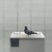 ヒメ日記 2025/10/21 12:04 投稿 宮田ゆい先生 五反田オナクラ ちくキュンっ!学園