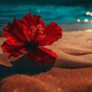 ヒメ日記 2026/02/14 19:51 投稿 しおり 千葉人妻花壇