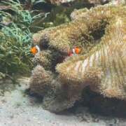 まりな【魅せつける絶対領域♡】 ☆🫧⋆。🌊𖦹°‧🩵★ ᩧ𐝋 . * 𓆡。 LIPS(リップス)