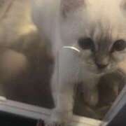 ヒメ日記 2026/03/12 16:42 投稿 あや スピード梅田店