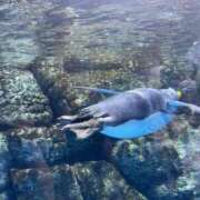 ヒメ日記 2025/10/11 18:17 投稿 りん SAPPORO ばつぐんnet