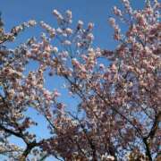 ヒメ日記 2026/04/30 18:17 投稿 りん SAPPORO ばつぐんnet