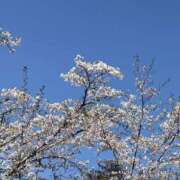 ヒメ日記 2026/04/03 20:55 投稿 水野あみ 市原五井蘇我ちゃんこ