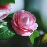 ヒメ日記 2025/12/30 21:09 投稿 白川 人妻風俗チャンネル