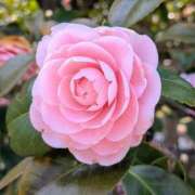 ヒメ日記 2026/04/09 11:23 投稿 白川 人妻風俗チャンネル