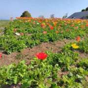 ヒメ日記 2025/08/17 15:24 投稿 七星　さらり エテルナ京都