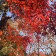 しき 紅葉狩りに行きました🍁✨ 秋葉原 添い寝女子