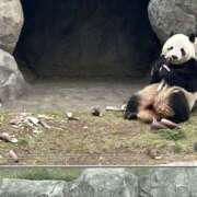 ヒメ日記 2026/01/11 09:55 投稿 さゆ 錦糸町人妻セレブリティ（ユメオト）