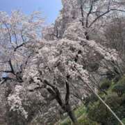 ヒメ日記 2026/03/30 18:24 投稿 さゆ 錦糸町人妻セレブリティ（ユメオト）