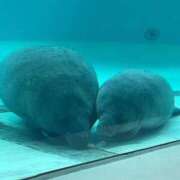 ヒメ日記 2025/09/17 20:37 投稿 みるく 妻天 梅田店