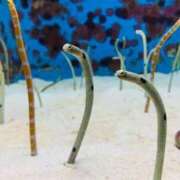 ヒメ日記 2025/12/07 06:47 投稿 みるく 妻天 梅田店