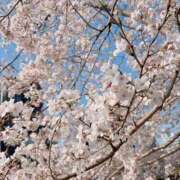 ヒメ日記 2026/03/29 15:06 投稿 さら 横浜ひよこ倶楽部