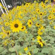 ヒメ日記 2026/08/26 10:16 投稿 さら 横浜ひよこ倶楽部