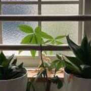 ヒメ日記 2025/09/14 08:21 投稿 マリン 即アポ奥さん〜名古屋店〜