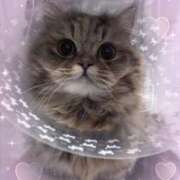 ヒメ日記 2026/04/11 14:54 投稿 しお 池袋あられ