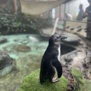 ヒメ日記 2025/12/20 09:11 投稿 リカ ピカソ