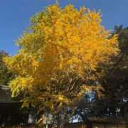 ヒメ日記 2025/12/12 00:12 投稿 松風　かほの ベルサイユの薔薇