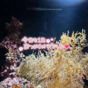 ヒメ日記 2026/01/26 23:02 投稿 松風　かほの ベルサイユの薔薇