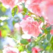 ヒメ日記 2026/03/14 22:32 投稿 美由紀 出会い系人妻ネットワーク錦糸町～小岩編