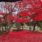 ヒメ日記 2025/11/12 15:03 投稿 このは 人妻洗体倶楽部