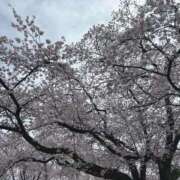 ヒメ日記 2026/04/04 14:16 投稿 さら 埼玉熊谷ちゃんこ