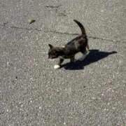 ヒメ日記 2025/10/23 23:18 投稿 みれい 萌えカワ