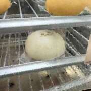 ヒメ日記 2025/12/12 23:52 投稿 みれい 萌えカワ